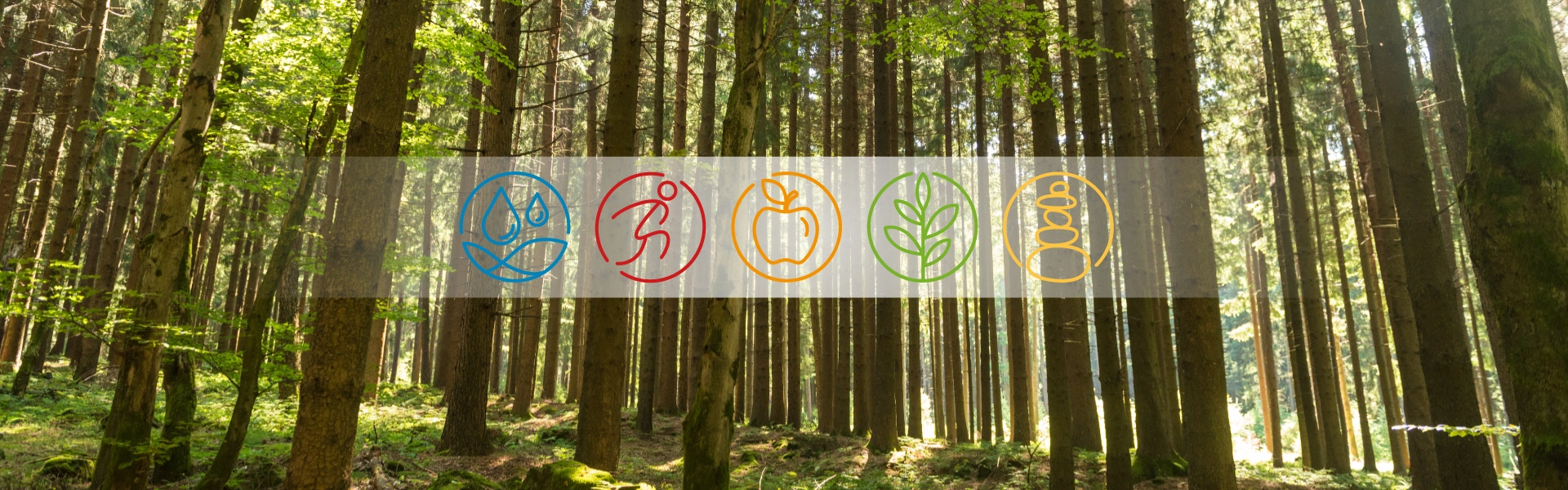 ein wald mit den 5 elementen als logo